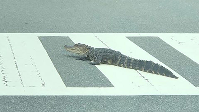 Even Gator's Know that Crosswalks are Meant to be Safe for Pedestrians